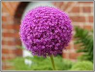 Round Flower