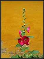 Hollyhock