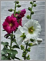 Hollyhocks