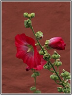 Hollyhocks