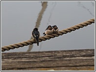 Swallows