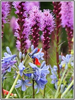 Botanisk Have