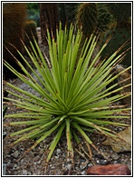 Botanisk Have