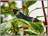 Botanisk Have