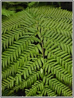 Botanisk Have