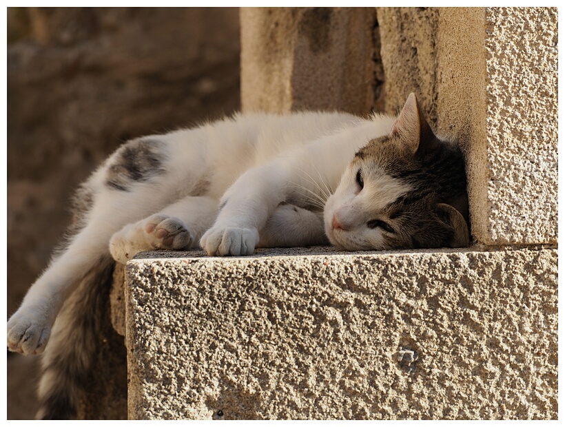 Grand Masters Cat