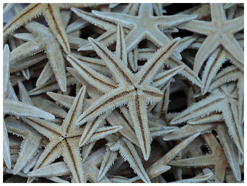 Sea Stars