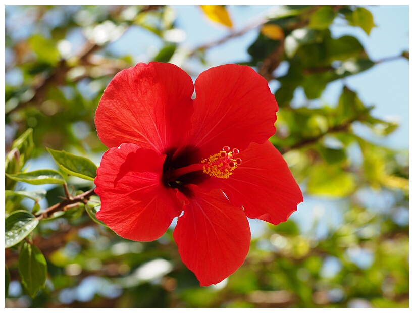 Hibiscus