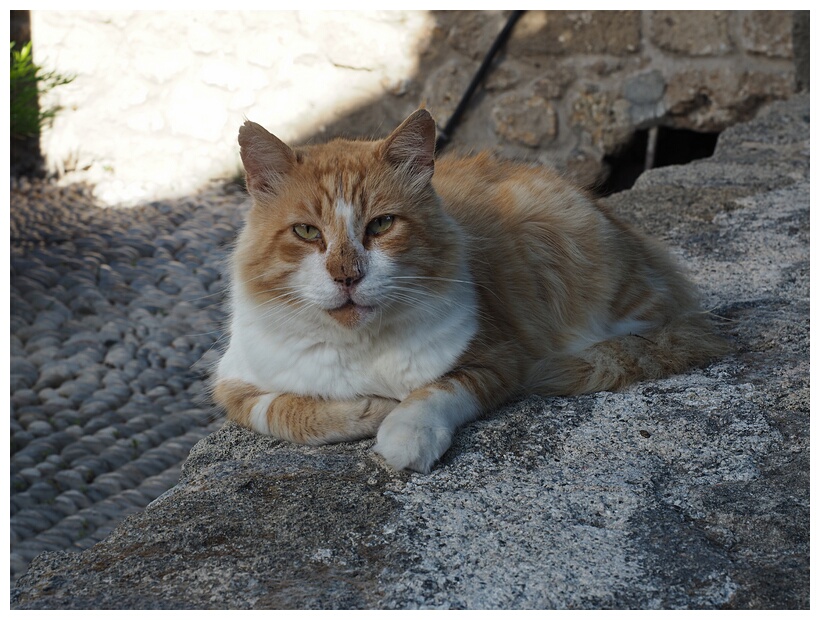 Street Cat