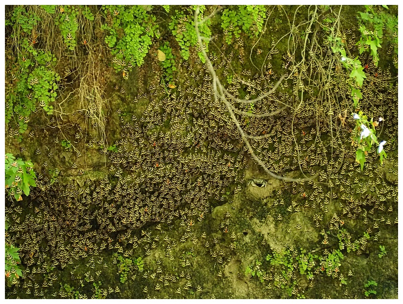 Valley of Butterflies
