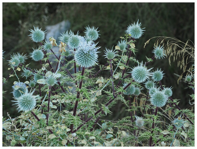 Thistle