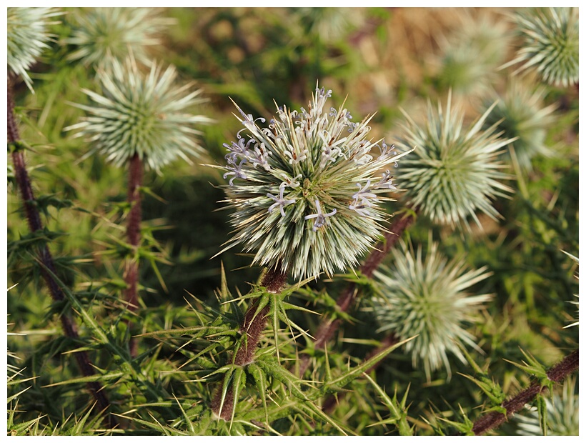 Thistle