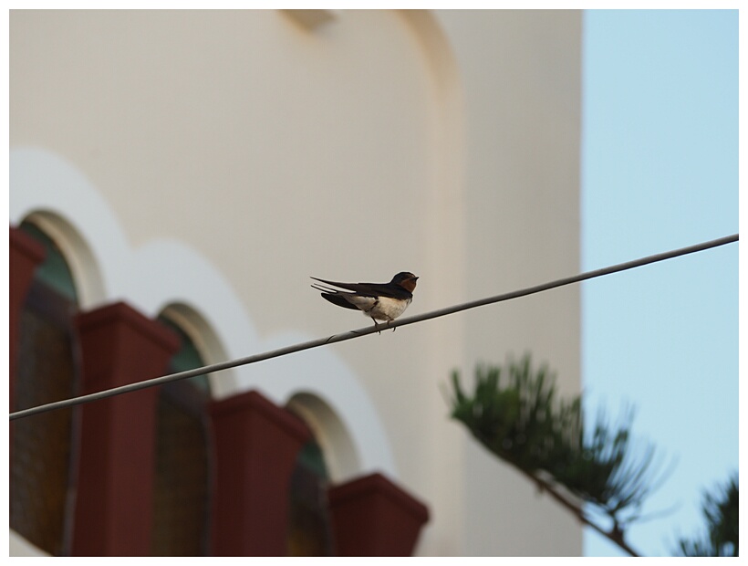 Swallow