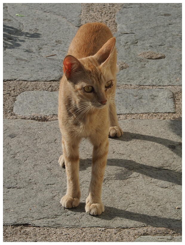 Street Cat