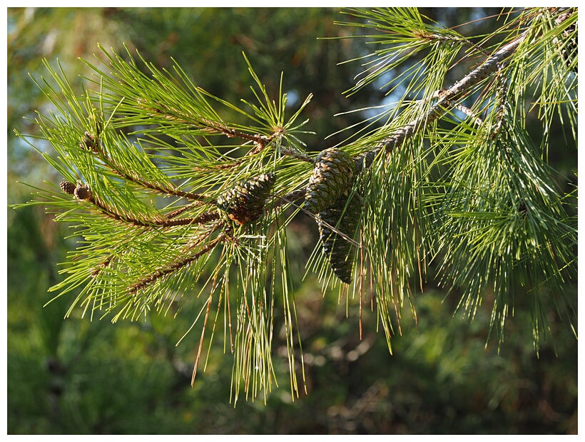 Pine Trees