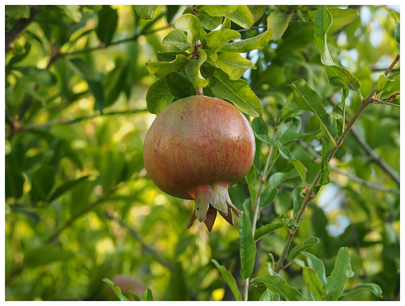 Pomegranate