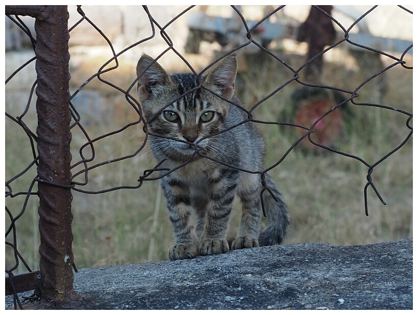 Little Cat