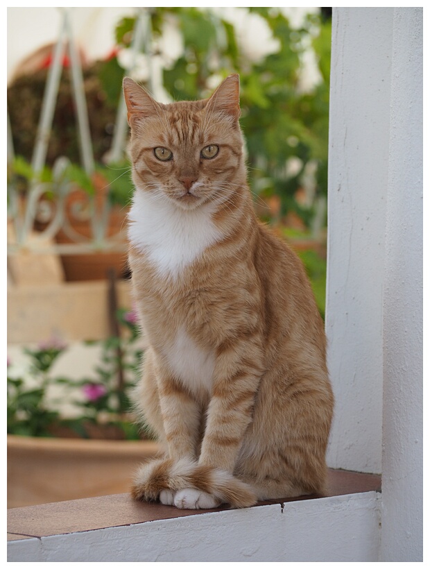Chic Cat