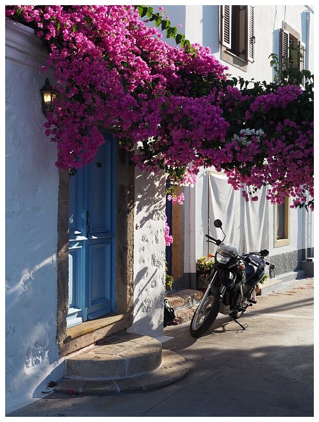 Bougainvillea