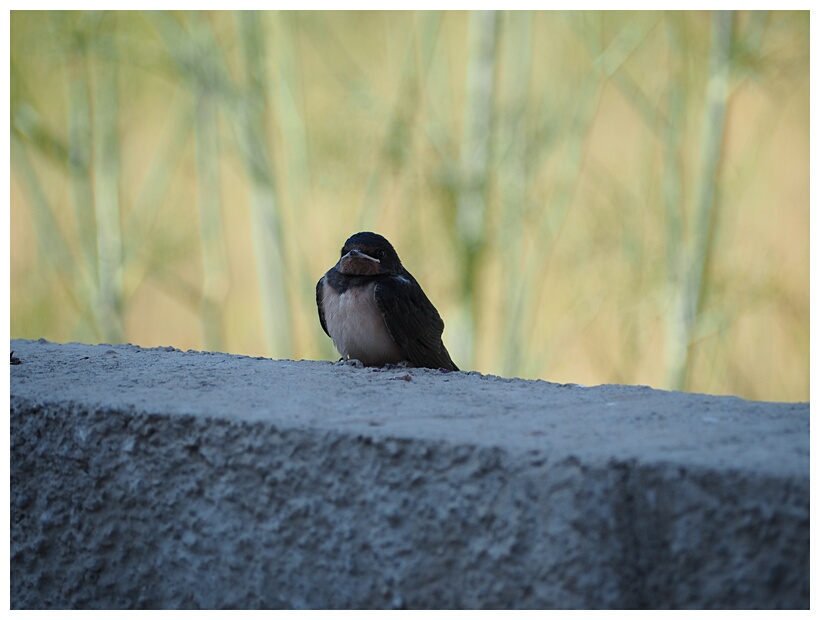 Swallow