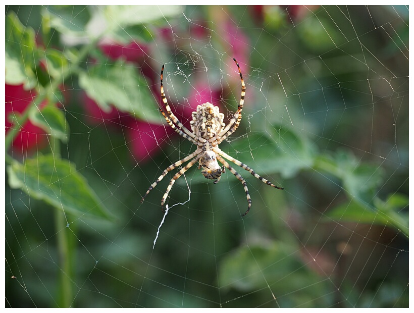 Spider