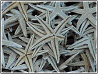 Sea Stars