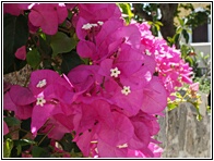 Bougainvillea