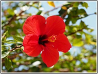 Hibiscus