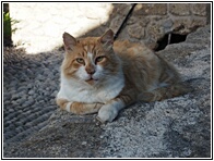 Street Cat