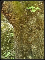 Petaloudes