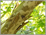 Tiger Moths