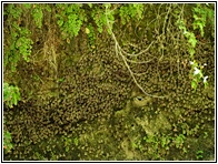 Valley of Butterflies