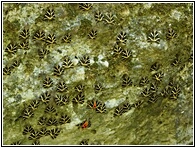Petaloudes