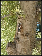 Cicada