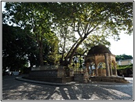 Hippocrates's Plane Tree