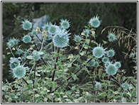 Thistle