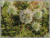 Thistle