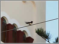 Swallow