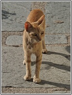 Street Cat