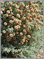 Local Plant