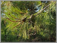 Pine Trees