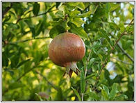 Pomegranate