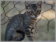 Little Cat