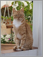 Chic Cat