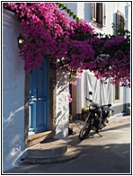 Bougainvillea