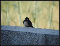 Swallow