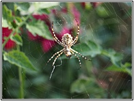 Spider