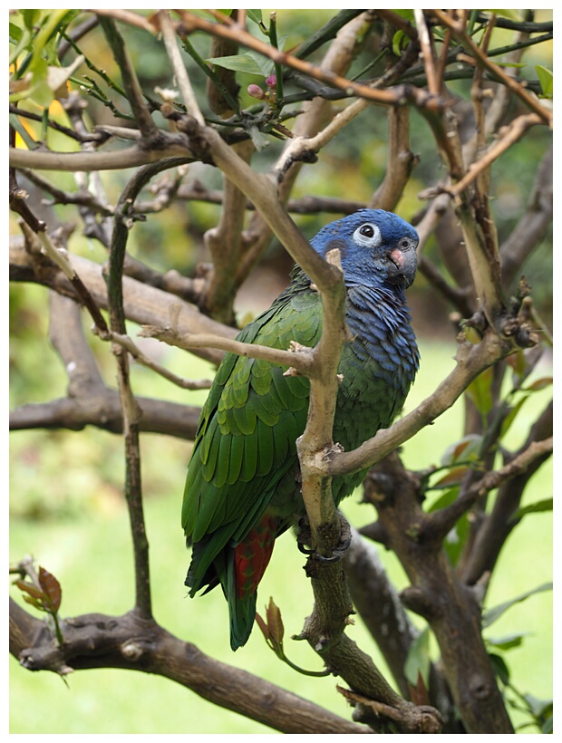 Loro