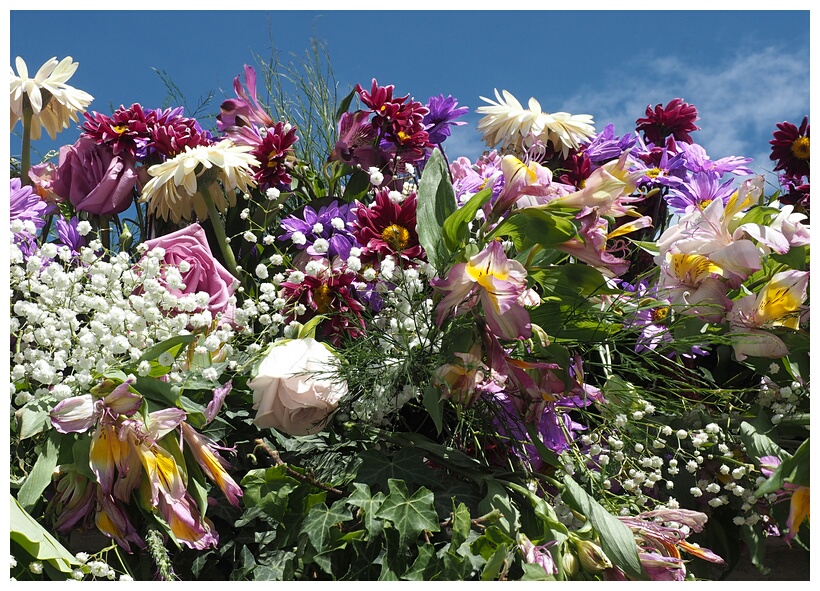 Flores