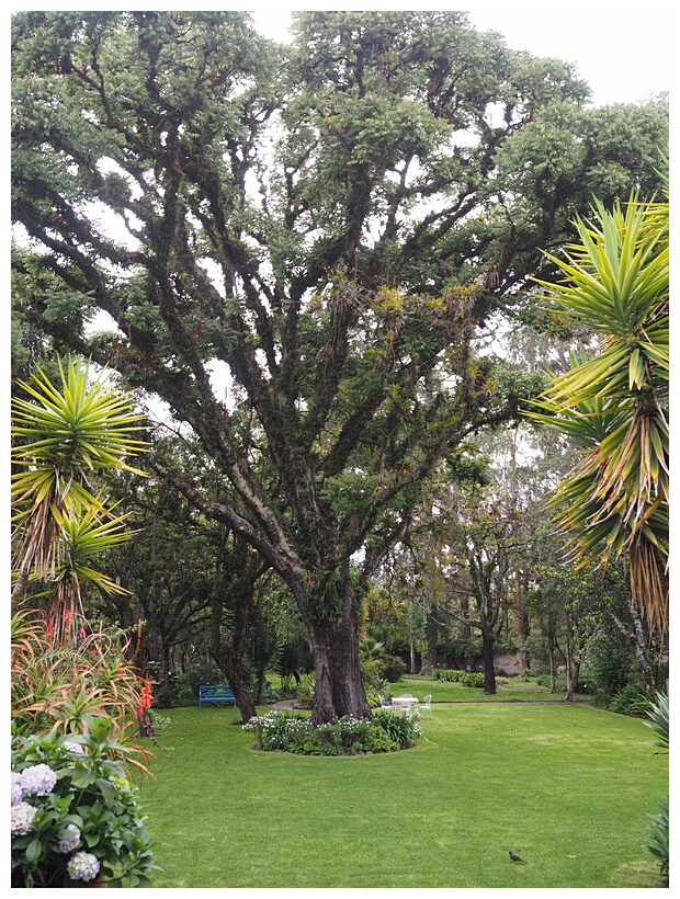 Jardines